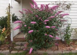 Buddleia davidii pink delight / Nyáriorgona rózsaszín